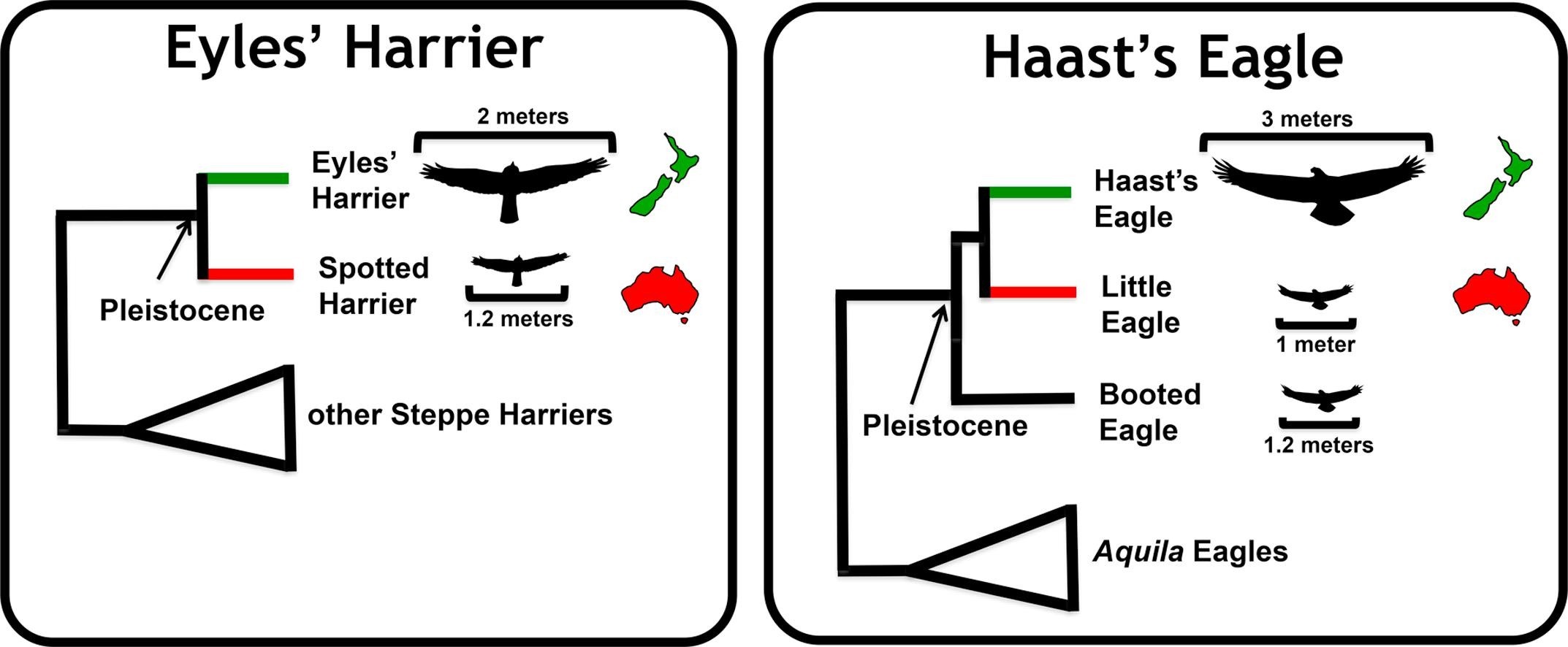 Chart showing the evolution of Eyles' Harrer and Haast's Eagle