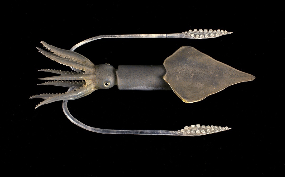 Angel squid Onychoteuthis lichtensteinii 1884.137.17