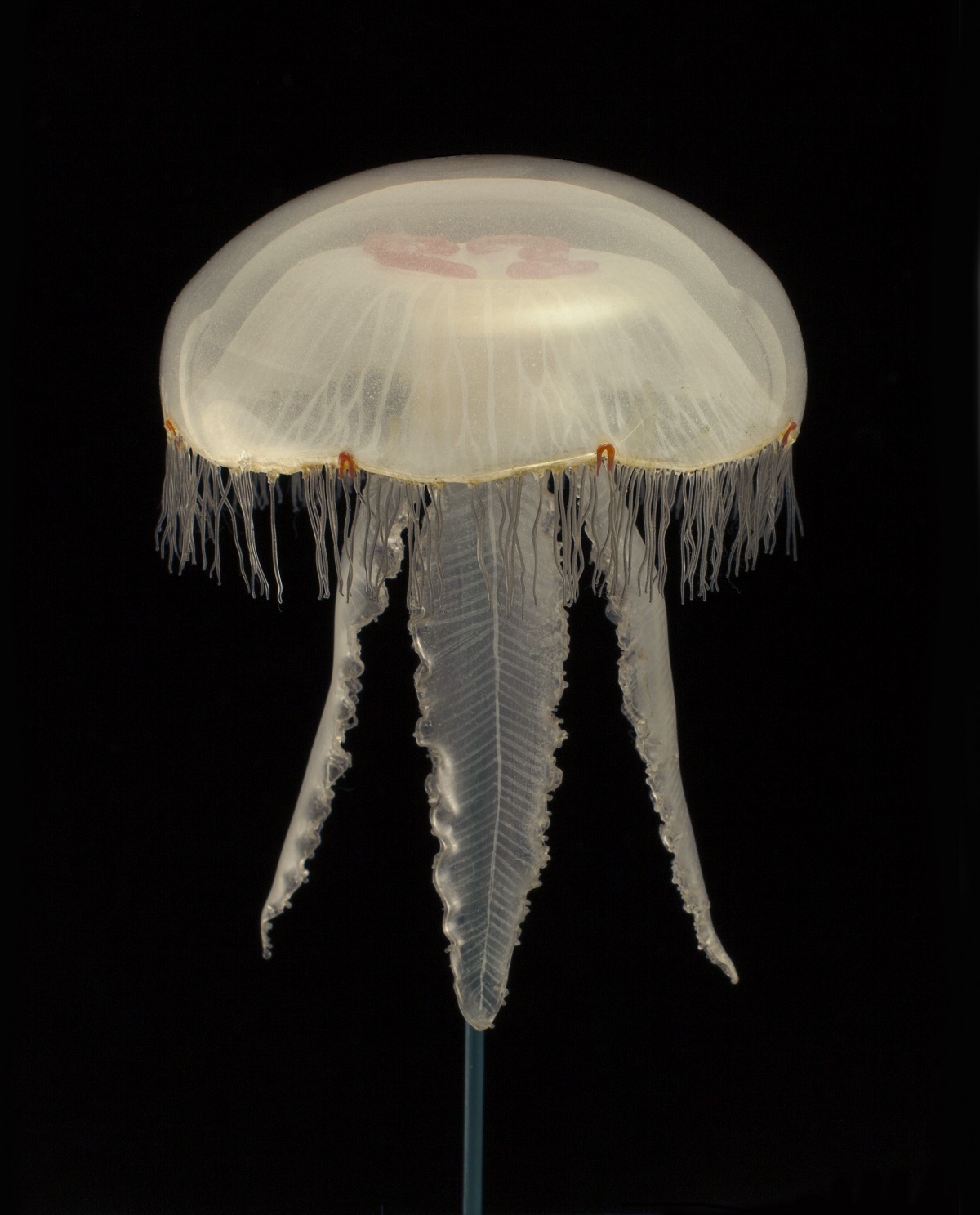 Moon jellyfish Aurelia aurita 1884.137.32