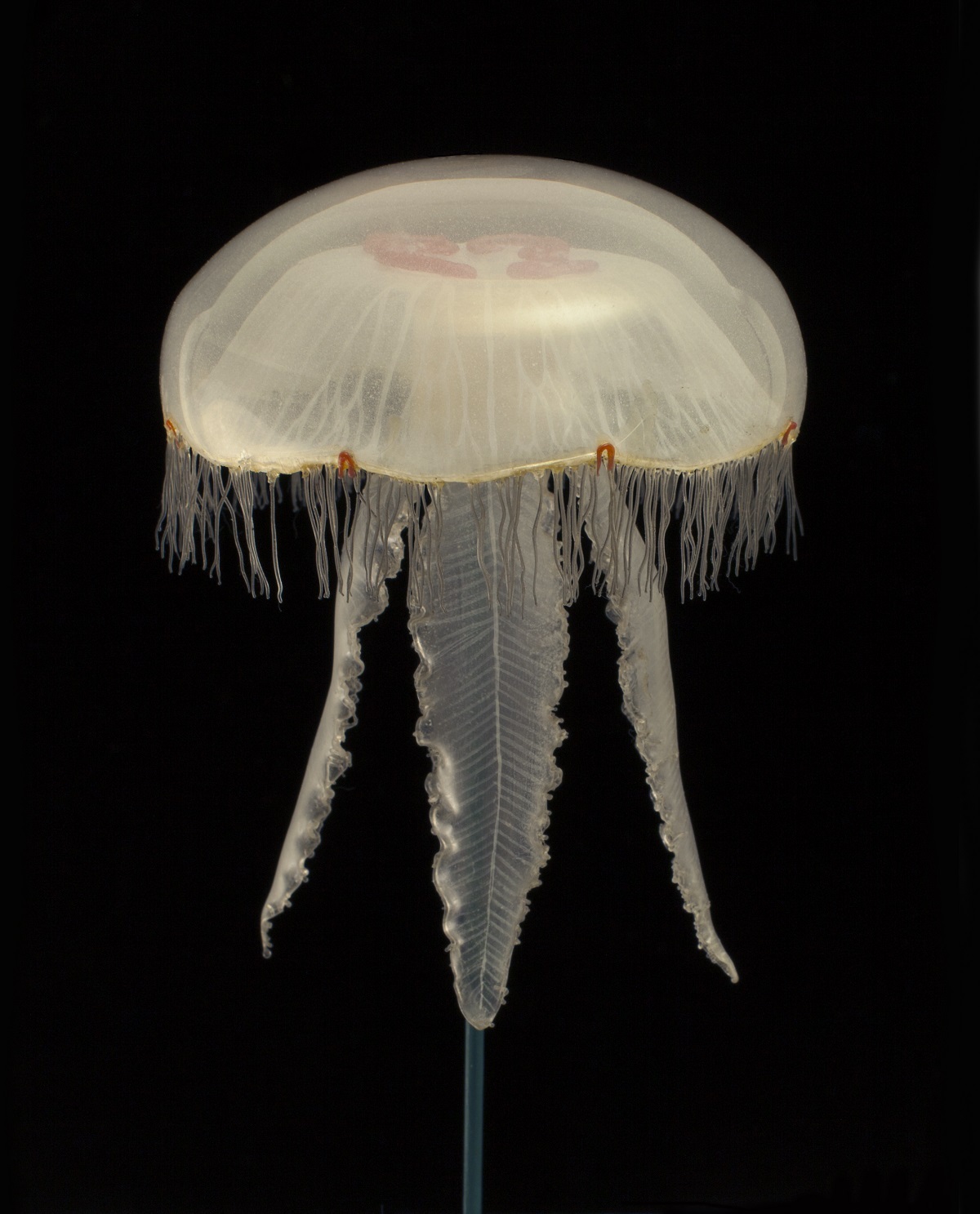 Moon jellyfish Aurelia aurita 1884.137.32