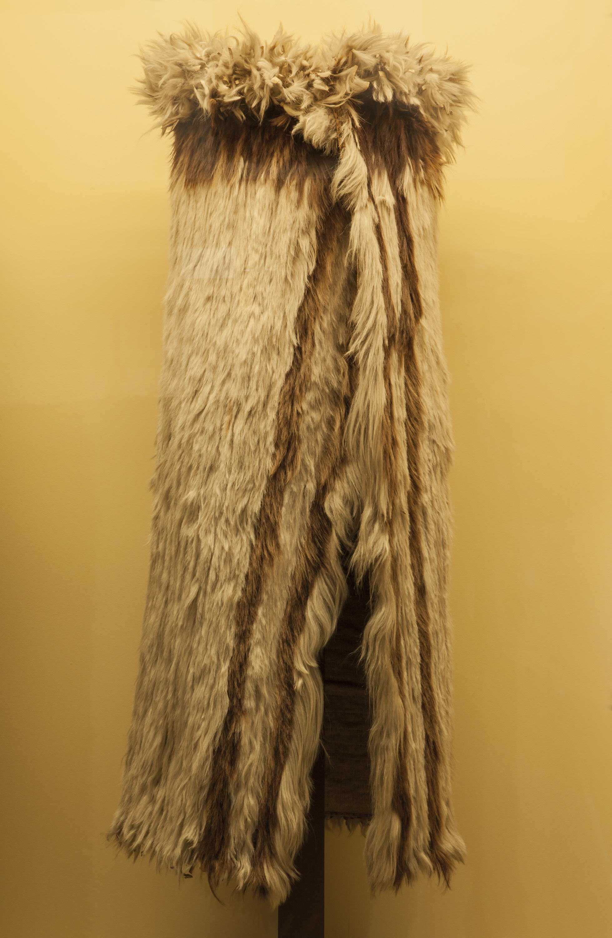 Kahu kurī. On display in Ngā Taonga Gallery. Canterbury Museum 18XX.1.13