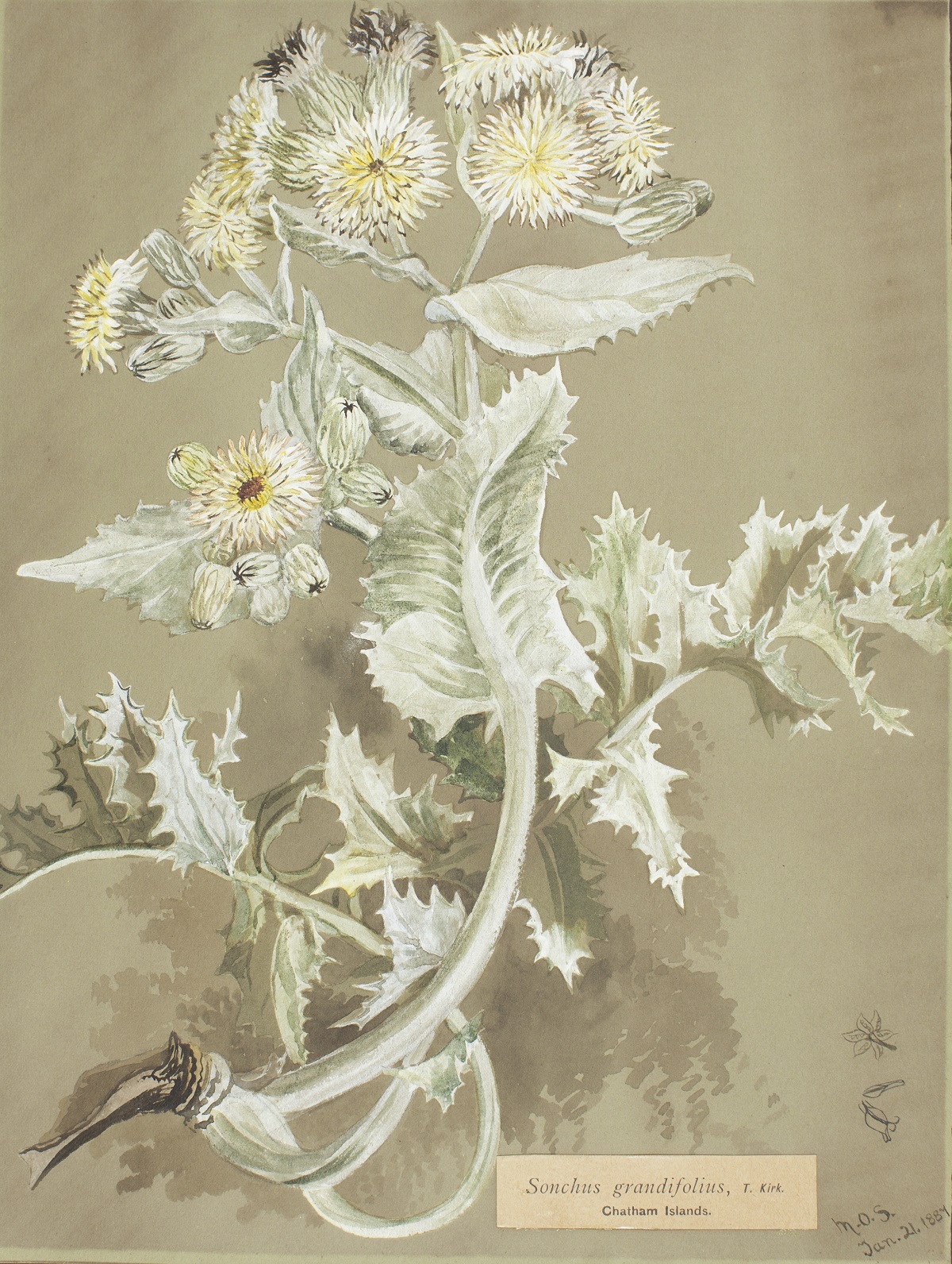 Sonchus grandifolius watercolour painting by Margaret Stoddart. Canterbury Museum 1907.7.1