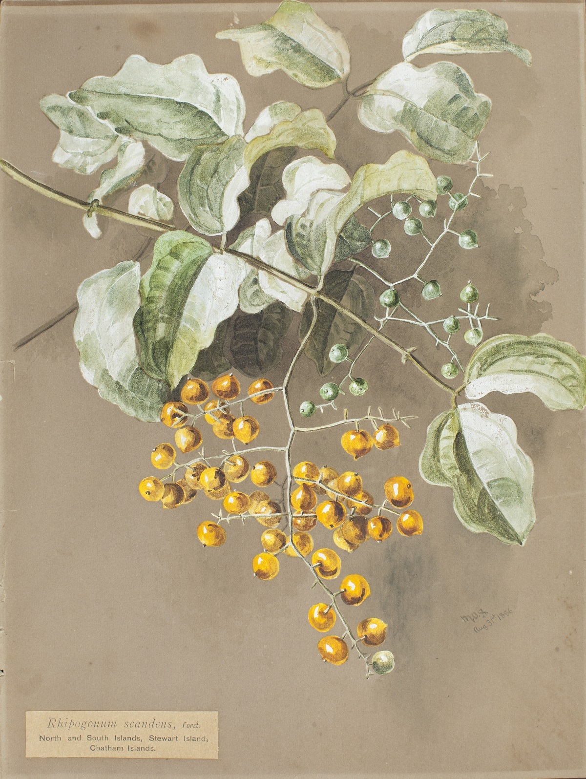 Rhipogonum scandens watercolour painting by Margaret Stoddart. Canterbury Museum 1907.7.63