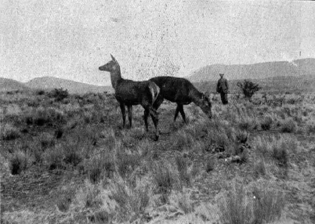 Liberating several imported red deer at Mount White Station, in the Broken River district. The deer are from the herd of Mr C J Lucas, Warnham Court, England. Imported by the Canterbury Acclimatisation Society. Canterbury Museum 1923.53.435. No known copyright restrictions