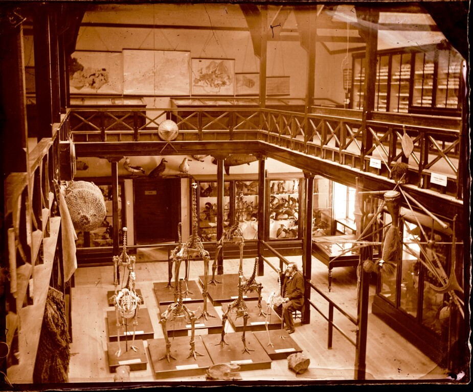 Julius von Haast seated by moa skeletons in the Mountfort Gallery, Canterbury Museum. Photograph by Alfred Charles Barker, c1872. Canterbury Museum 1944.78.109