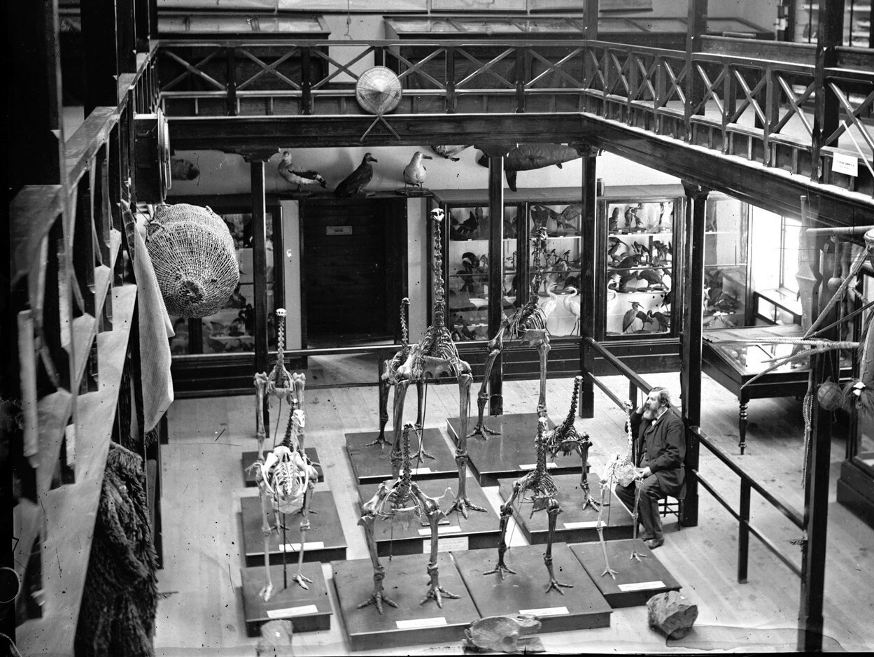 1944.78.66 ostrich skeleton in gallery croppedCanterbury Museum gallery taken in 1872 showing the ostrich skeleton (front left) alongside moa skeletons, and an emu skeleton (front right) viewed by a seated Julius von Haast. Canterbury Museum 1944.78.66