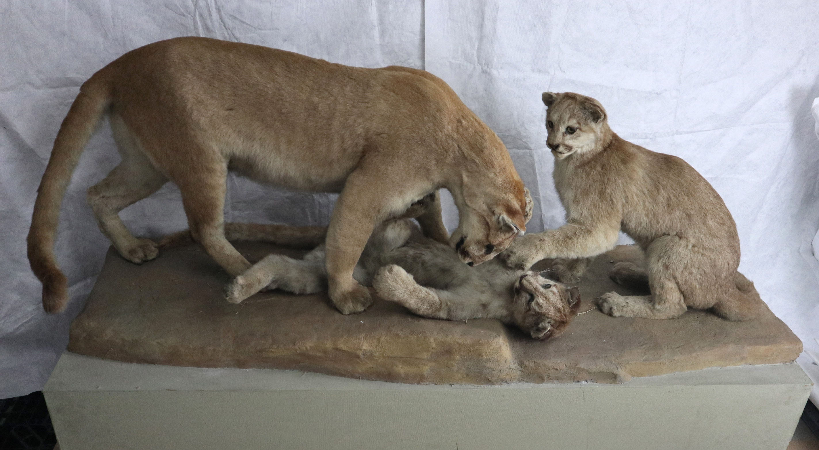 In the past, Canterbury Museum swapped collection objects for taxidermy mounts of exotic specimens from overseas - like these mountain lions, which came from Milwaukee Public Museum.  Canterbury Museum 1968.163.1
