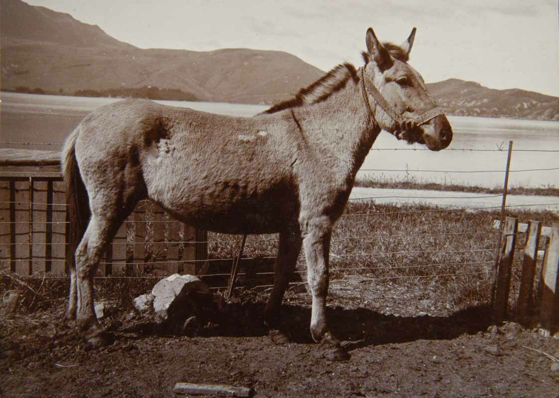Abdullah the mule on Quail Island. Canterbury Museum 1969.61.11