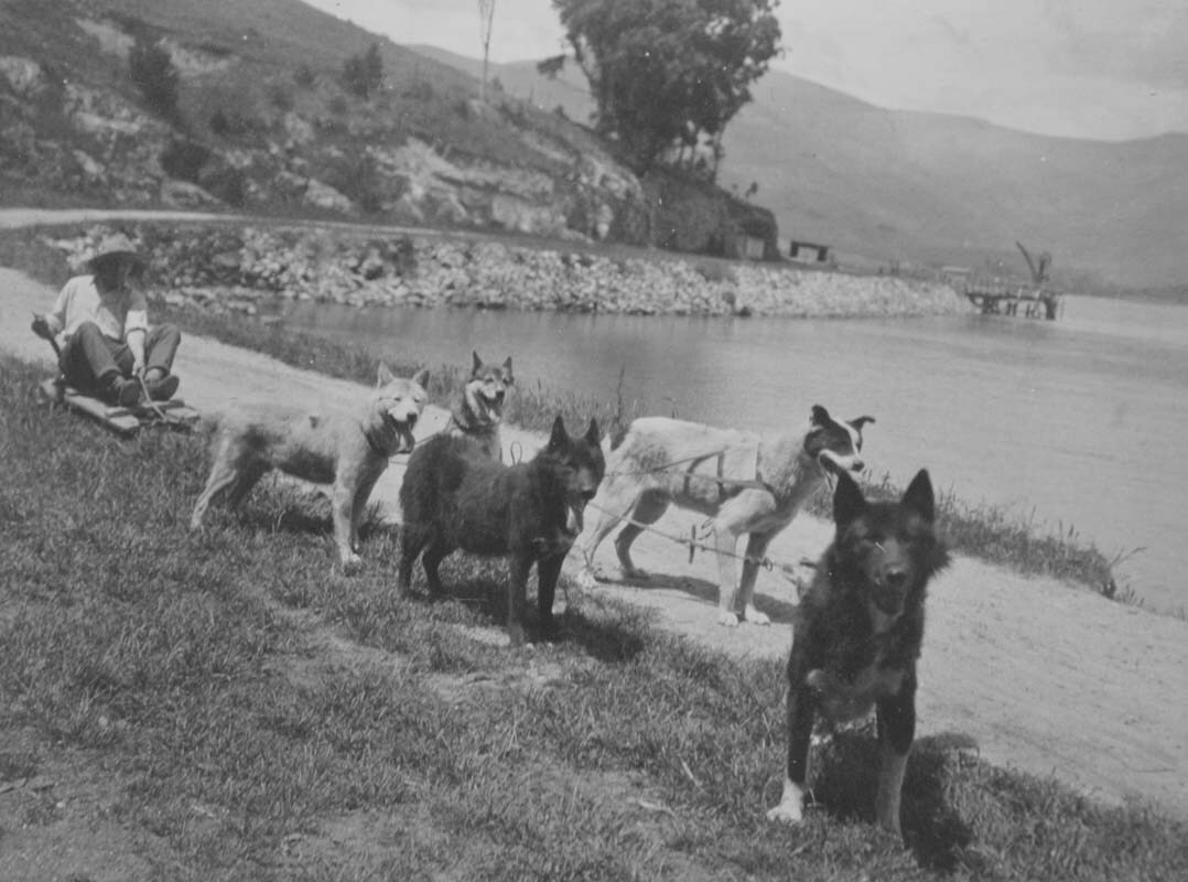 Exercising the dogs on Quail Island. Canterbury Museum 1969.61.20