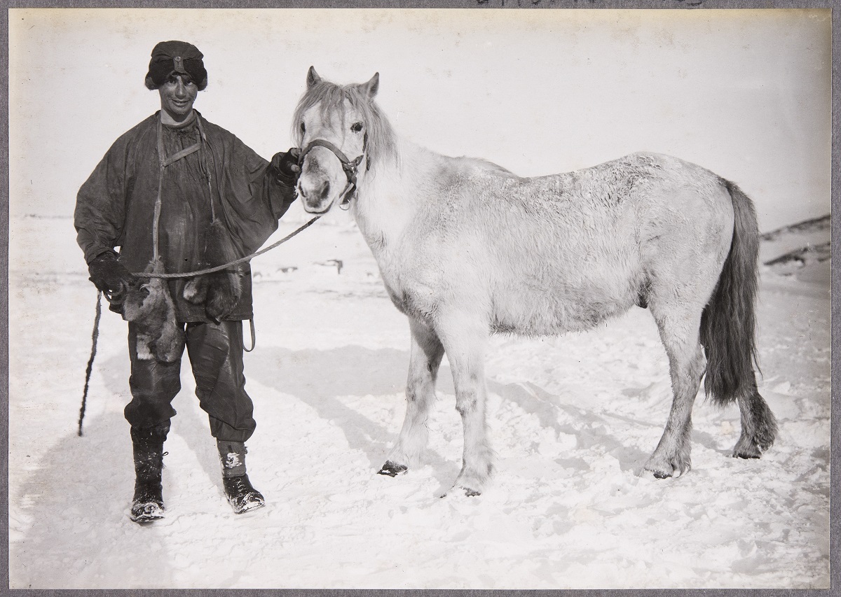 Apsley Cherry-Garrard and Michael the pony, October 2011, British Antarctic Expedition 1910-1913. H Ponting photograph, H Pennell Collection, Canterbury Museum 1975.289.243