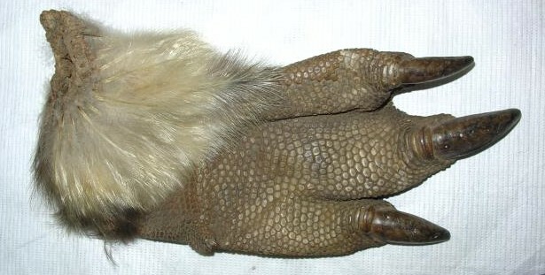 Purse made from the foot of an Emperor Penguin. Canterbury Museum 1979.132.1