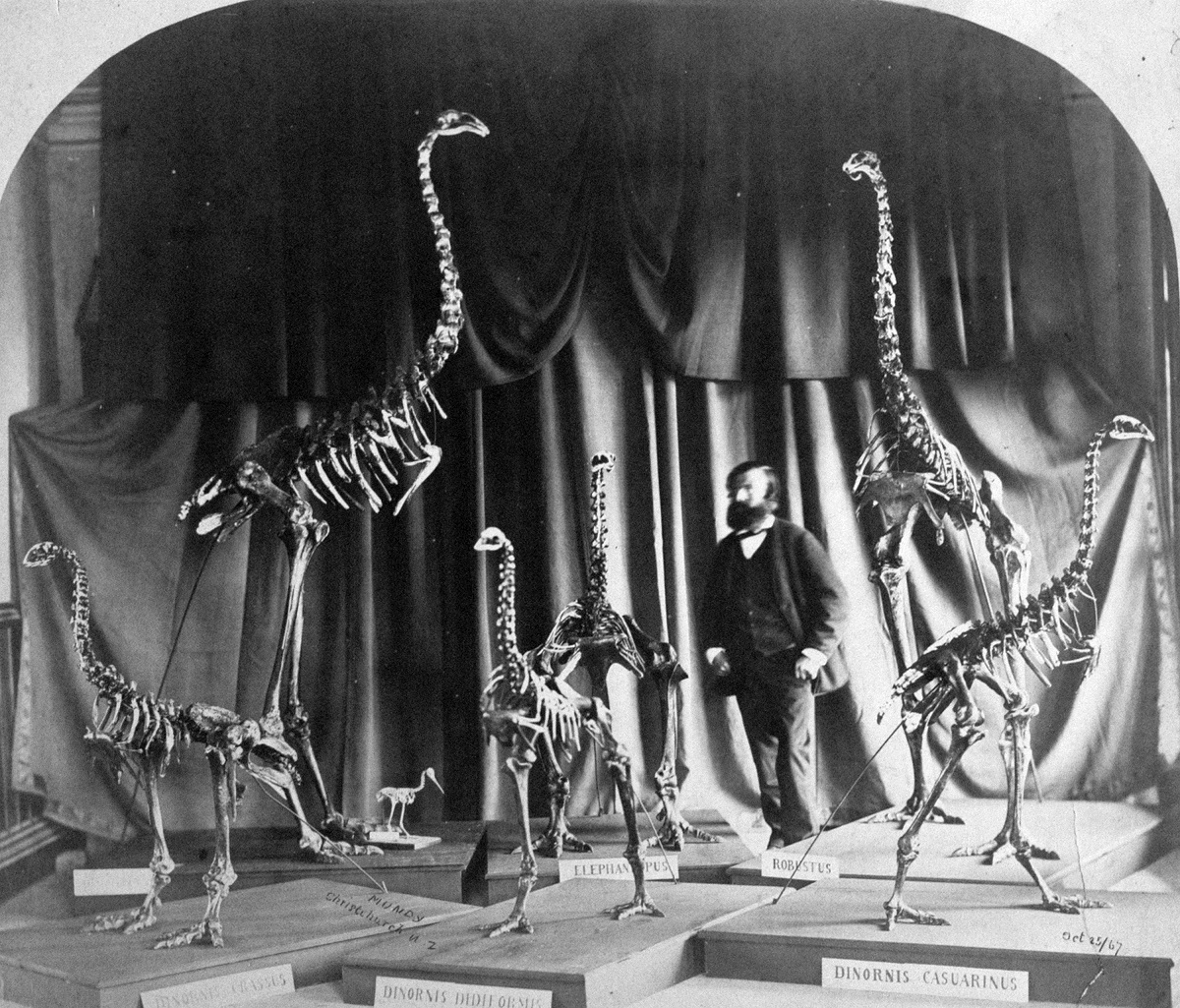 Taxidermist Frederick Fuller poses with articulated moa skeletons from Glenmark Station in the Provincial Council Building, 25 October 1867. D L Mundy Photograph, Canterbury Museum, 19XX.2.365. No known copyright restrictions.