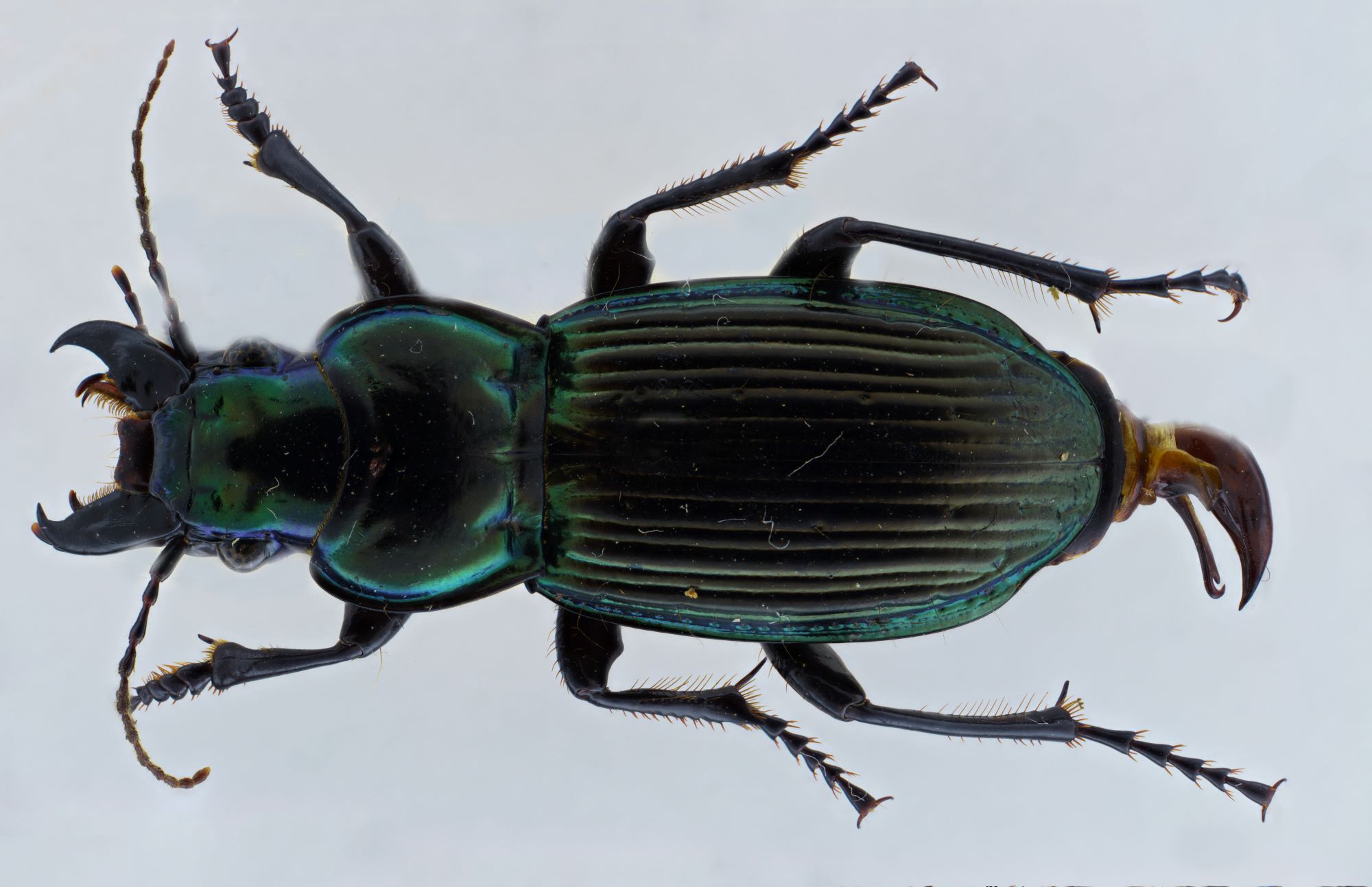 Leeston Bioblitz | Canterbury Museum