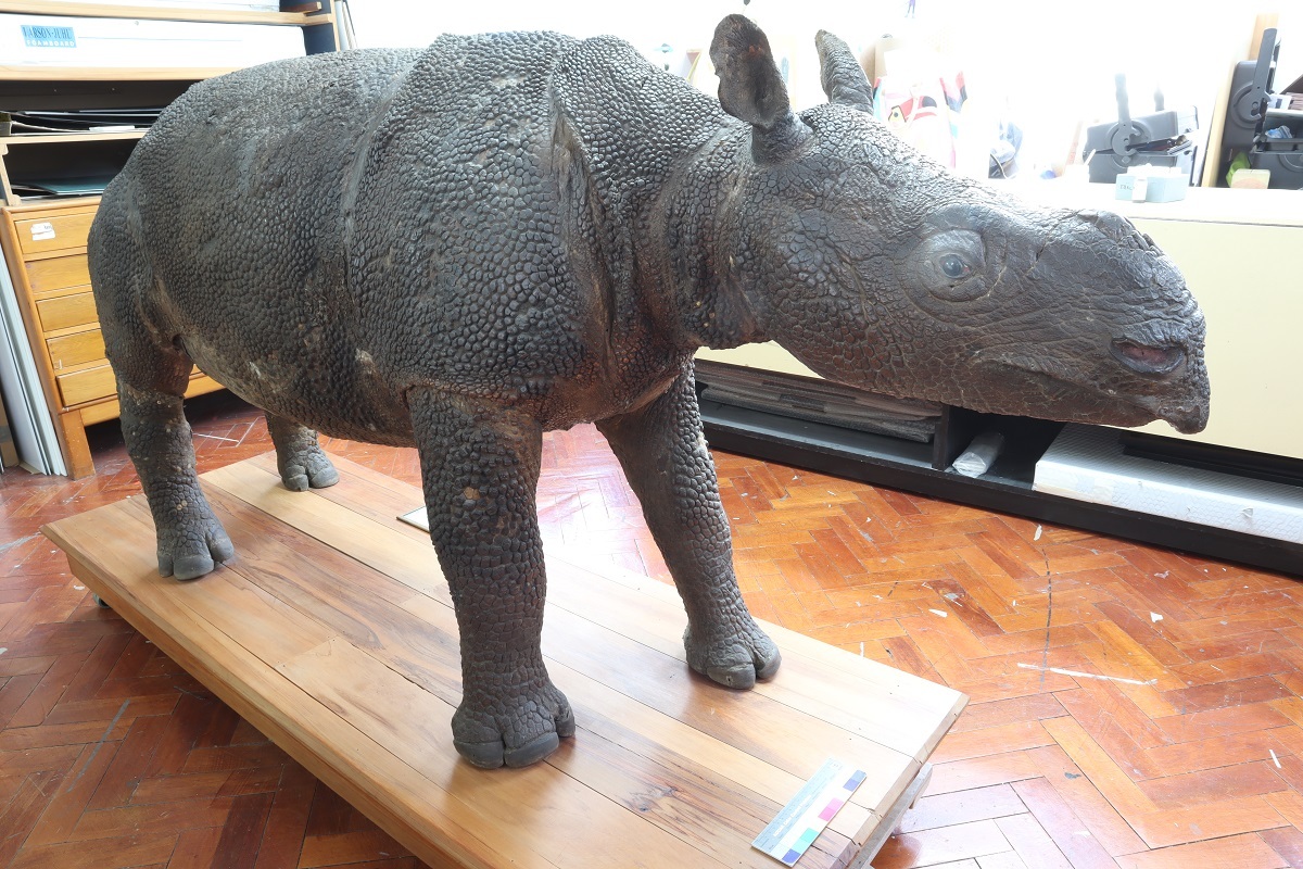 The rhino after conservation, ready to go back on display in the Victorian Museum.