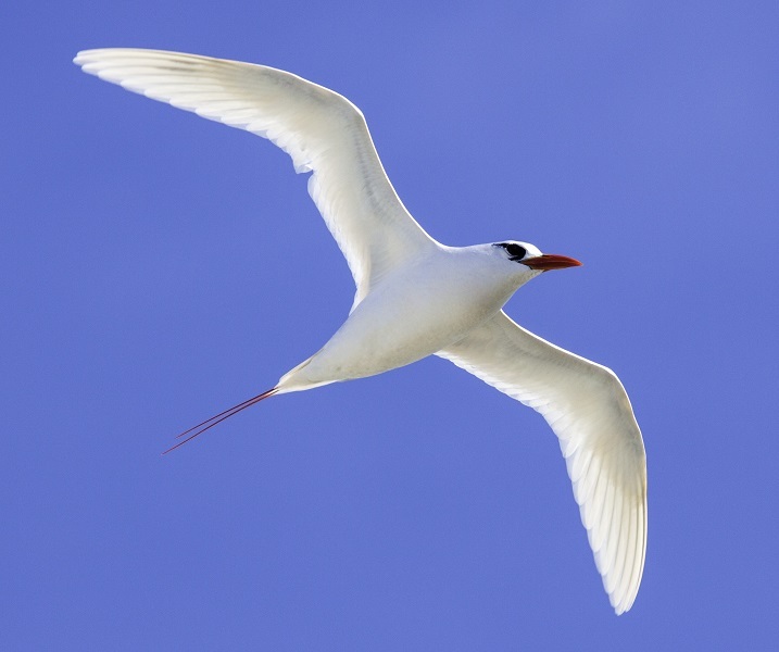 Northern Hemisphere tropicbird. Copyright Brent Stephenson @ Eco Vista