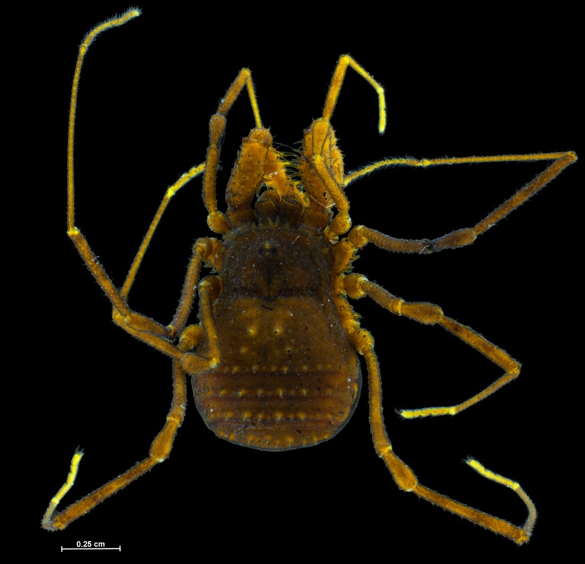 Daddy long-legs spider Collections Online - Museum of New
