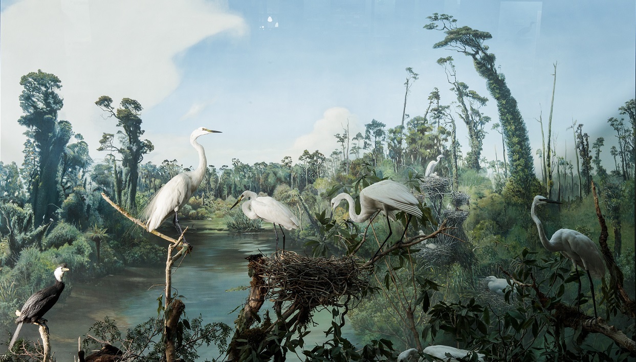 Canterbury Museum's Kōtuku diorama represents the breeding site in Westland.