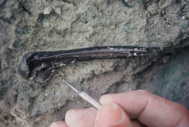 A humerus (wing bone) from one of several species of waterfowl found. Image: Dr Trevor Worthy