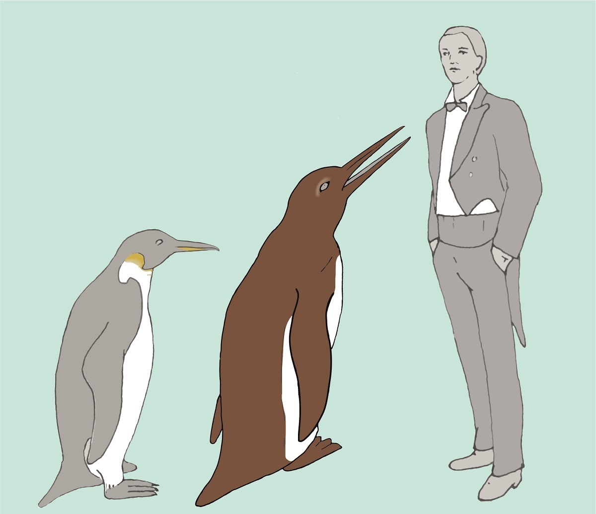 The 1.5 metre tall Waipara giant penguin (centre) in comparison to a 1.8 metre tall human and the living Emperor Penguin (1.2 metres tall).