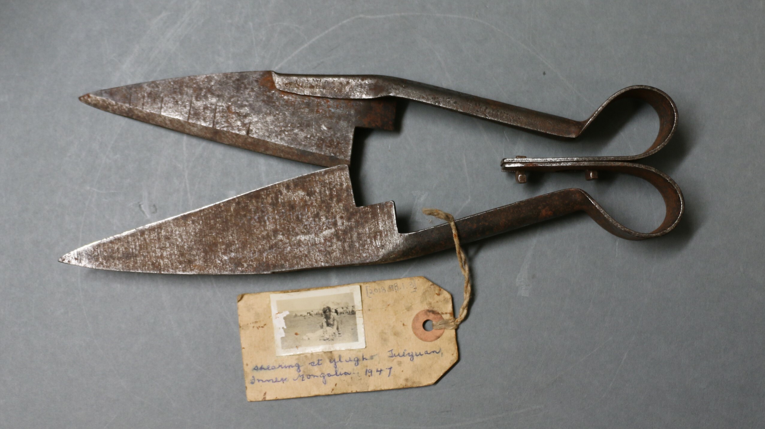 Sheep shears collected in Mongolia by Harry Sievwright. Harry recorded that a good shearer could shear 23 sheep a day and that a good sheep yielded up to one kilogram of carpet wool when it was shorn. Canterbury Museum 2018.98.