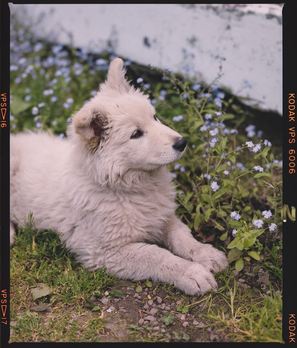 Does this dog have a name? The negative is labelled Vickers Dog. Canterbury Museum 2019.10.4929 CC NY BC Available for Media Use