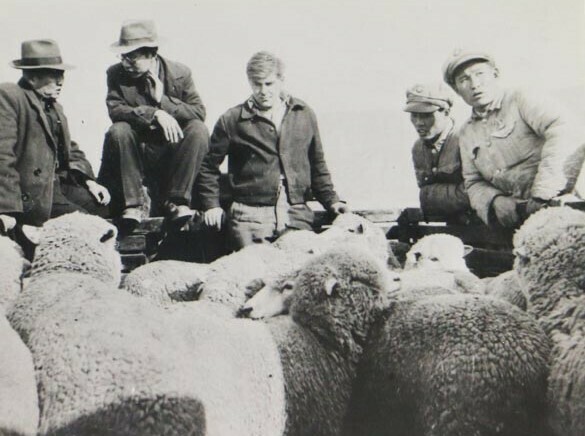 Corriedale sheep being unloaded at Lanzhou after their flight from Shanghai in 1947 as part of the United Nation's Relief and Rehabilitation Administration's programme to improve agriculture in China. Canterbury Museum 2018.142.1