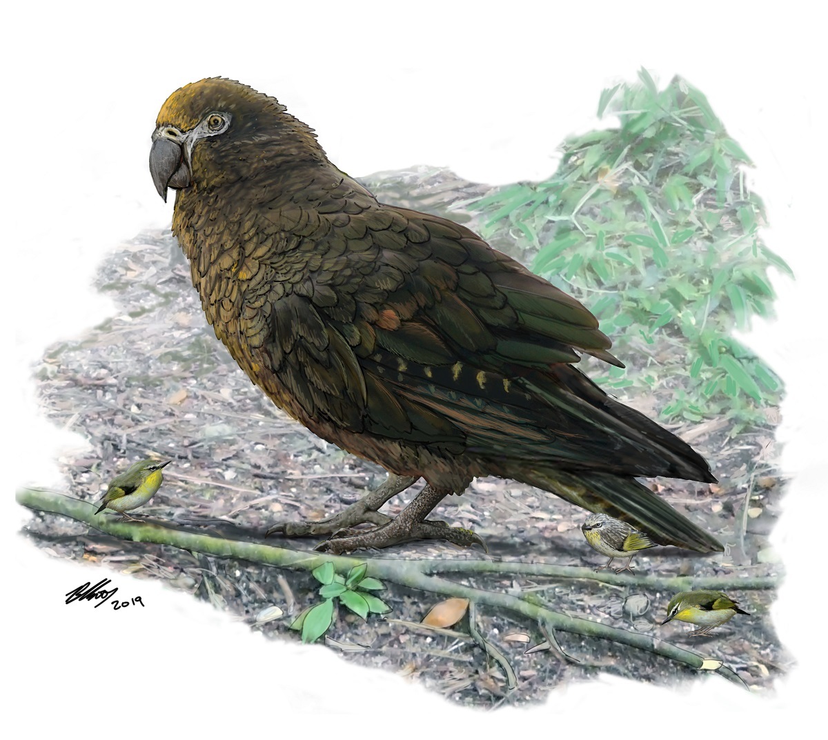 Reconstruction of the giant parrot Heracles, dwarfing a bevy of 8 cm high Kuiornis – small New Zealand wrens scuttling about on the forest floor. Illustration by Dr Brian Choo, Flinders University.