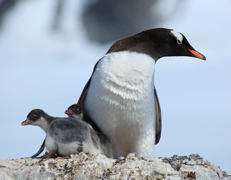 The closest living relative of the penguin Pete Tyree found is the Gentoo Penguin. Photo by Liam Quinn, CC BY-SA