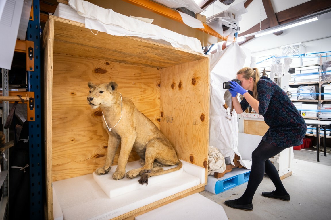 Collections Technician Natasha Bonham Carter photographs the lioness in storage before she went on display.