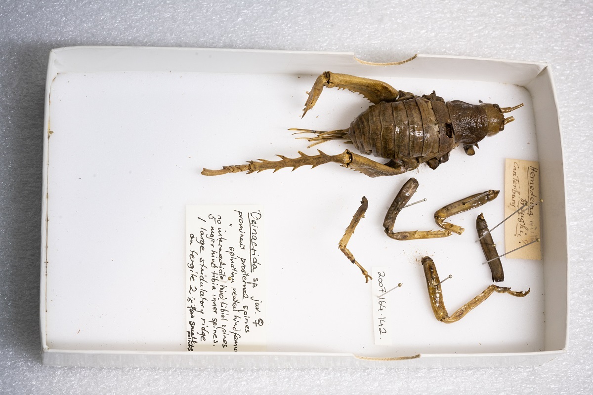 The Canterbury giant wētā specimen. Canterbury Museum 2007.164.142