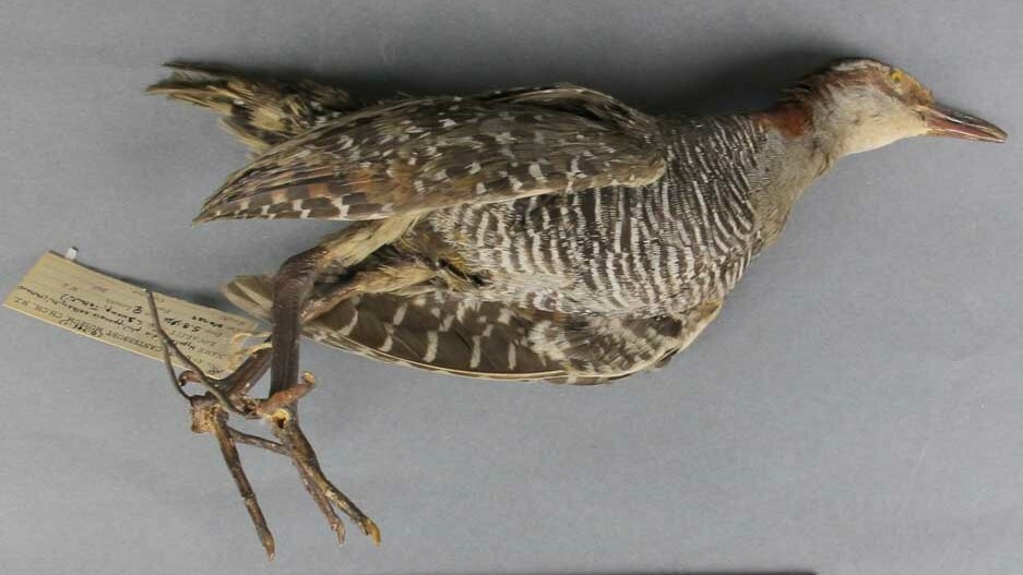 Buff-banded Rail. Canterbury Museum AV8163