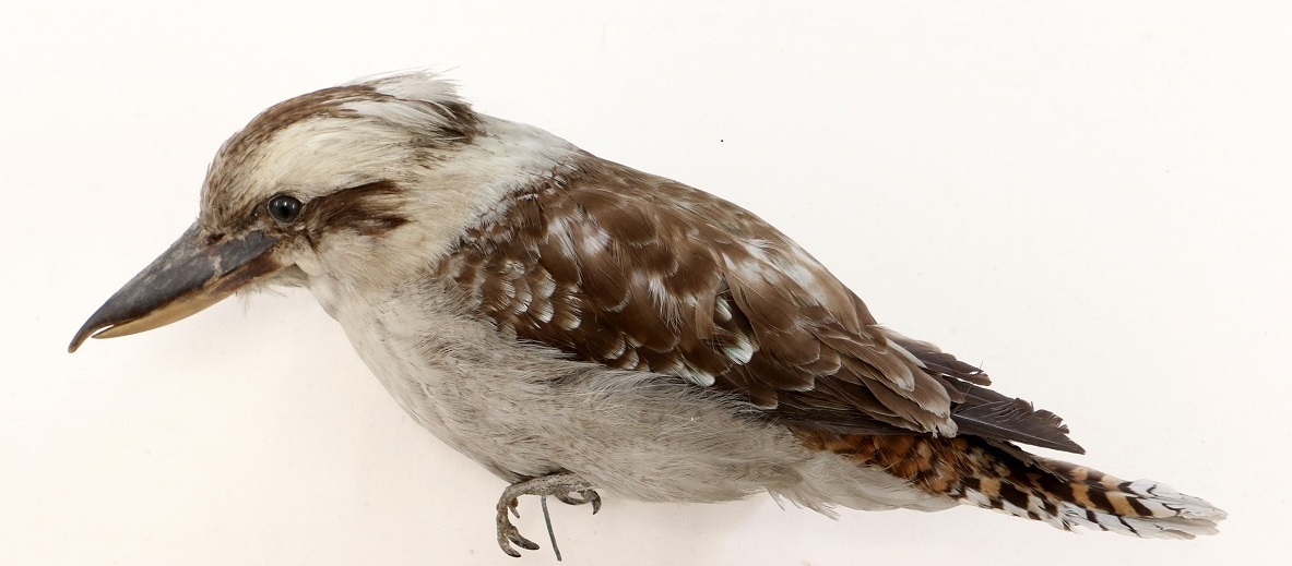 Kookaburra that lived at the Acclimatisation Gardens for 16 years. Canterbury Museum AV39275