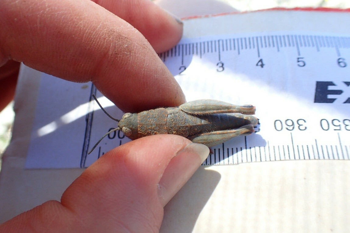 Adult female being measured during field monitoring. Tara Murray, All Rights Reserved