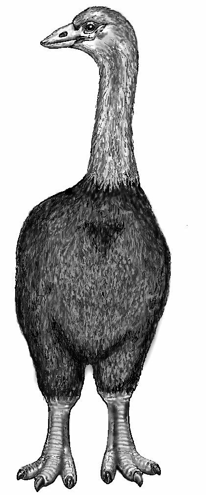Artist's reconstruction of Aepyornis maximus. By Acrocynus, CC BY-SA 3.0