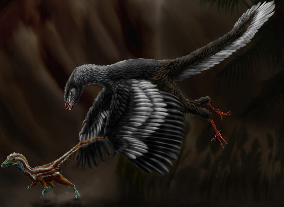 Artist's reconstruction of Archaeopteryx. Illustration by Durbed, CC BY-SA 3.0