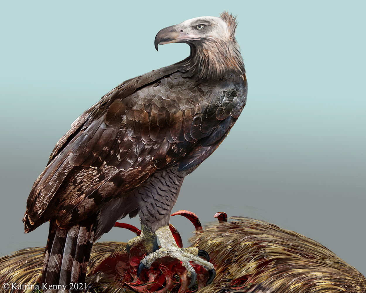 Artist's impression of Haast's Eagle. Image: Katrina Kenny