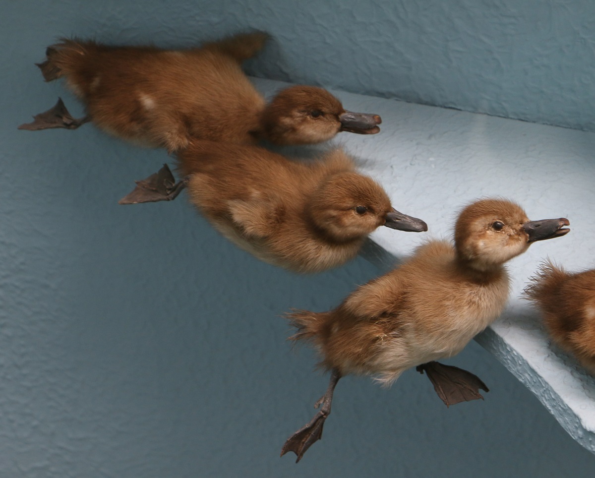 New Zealand Scaup ducklings on display in the Bird Hall. Canterbury Museum AV2940, AV2941, AV2942