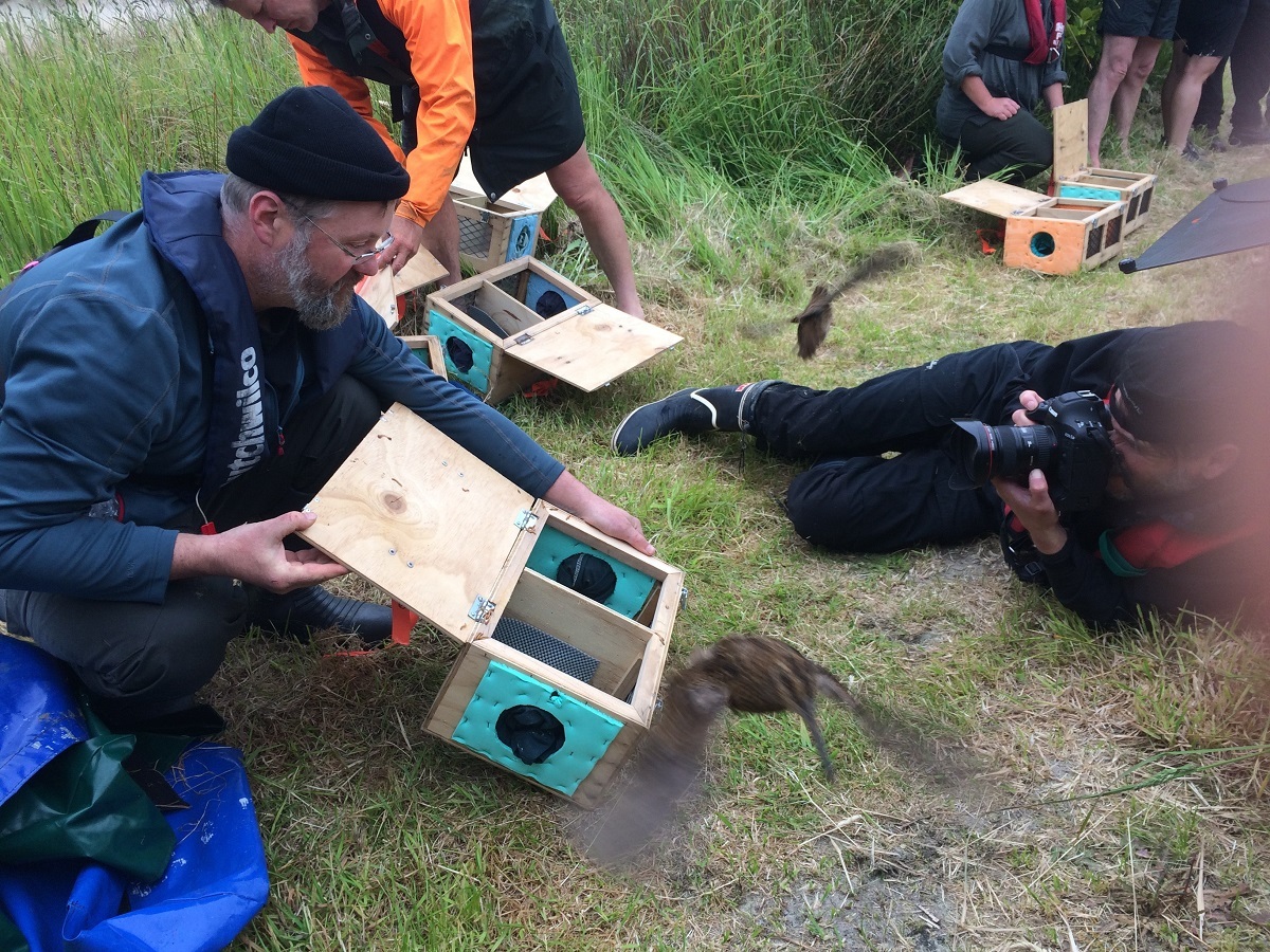 Sebastian releasing two of the snipe on Whenua Hou (Codfish Island)