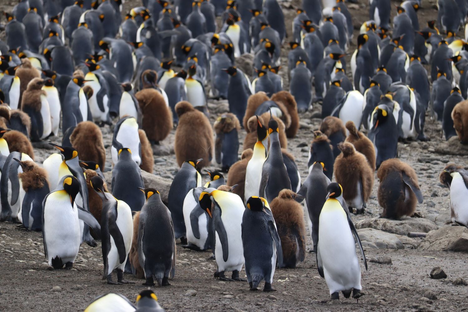 King penguins, Macquarie Island