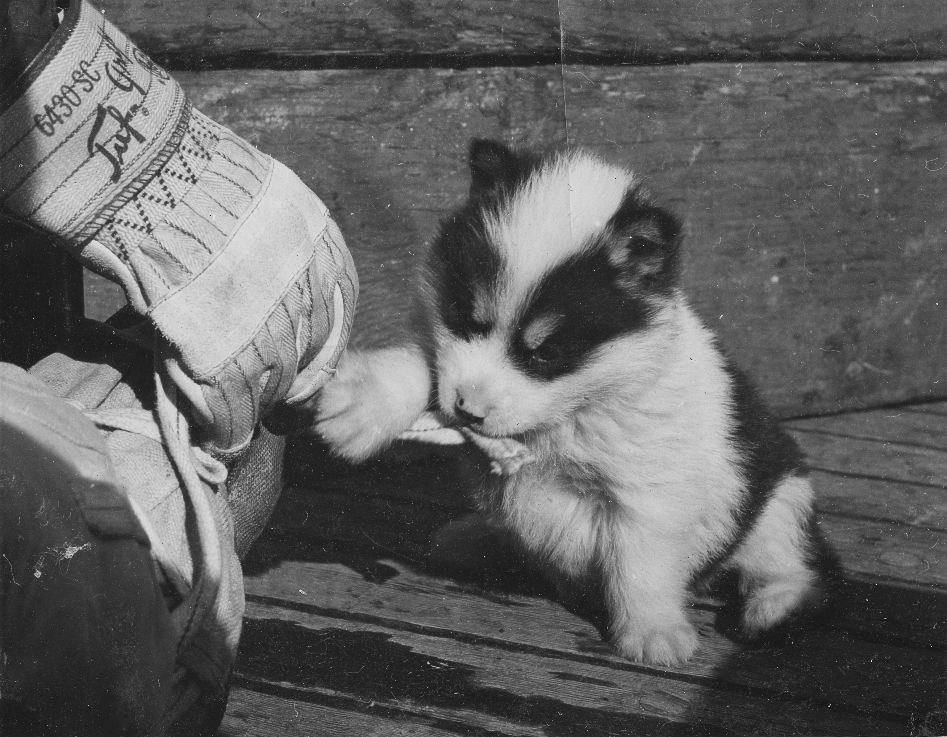 Moll, pictured here as a puppy, was the smallest member of Bob's team and needed some special care. Image courtesy of Jan Fullarton. All Rights Reserved