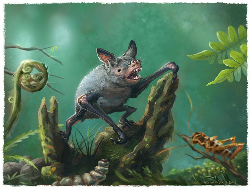 Artist’s impression of a New Zealand burrowing bat, Mystacina robusta, that went extinct in the 1960s. Like other bats, burrowing bats fly, but they also scurry about on the forest floor on all fours searching for both plant and animal food. The new fossil find, Vulcanops jennyworthyae, is an ancient relative of burrowing or short-tailed bats. Illustration by Gavin Mouldey.