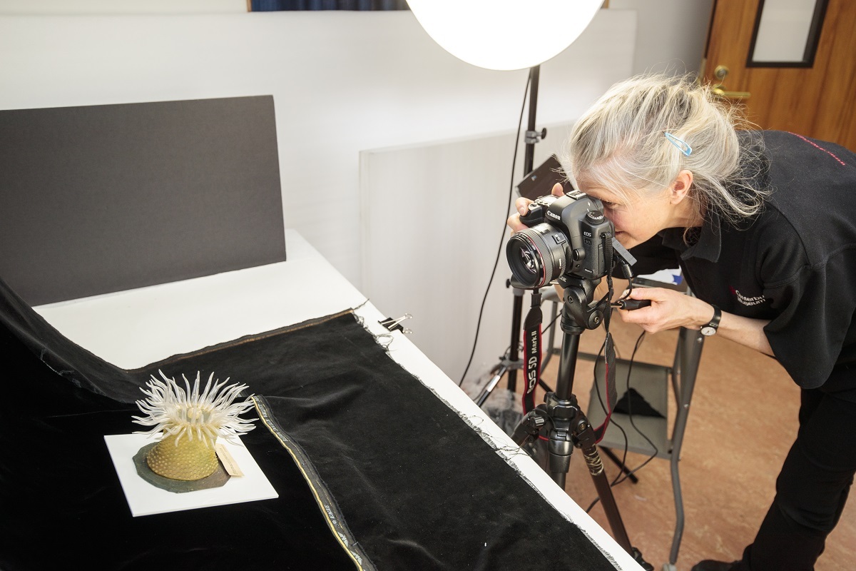 Lynette Hartley photographs a sea anemone Phymactis pustuleta 1884.137.65