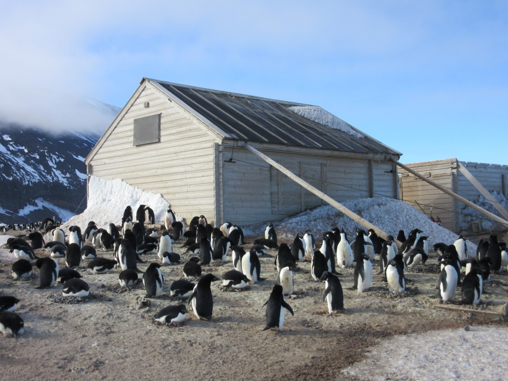 Cape Adare Huts and penguins © Antarctic Heritage Trust