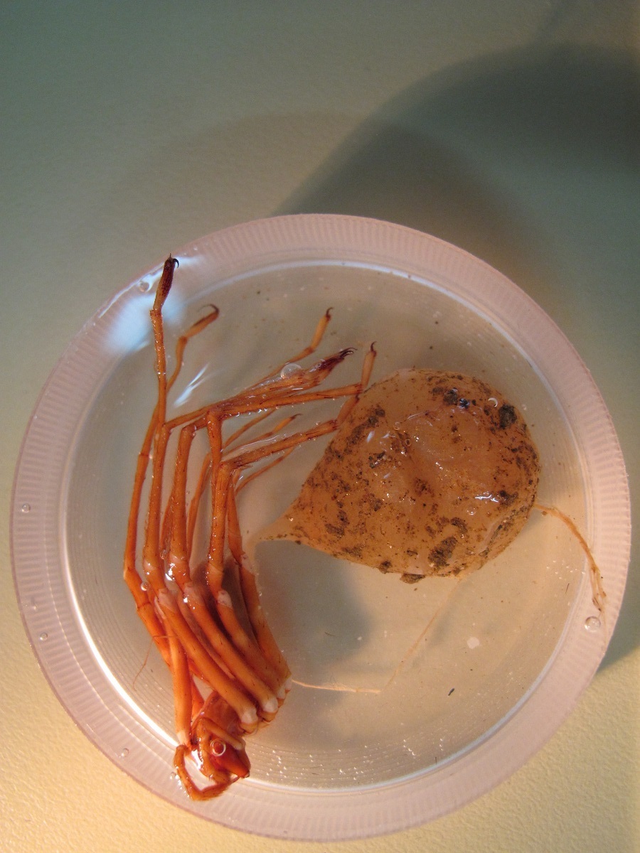 Spelungula cavernicola, the Nelson cave spider, with egg sac