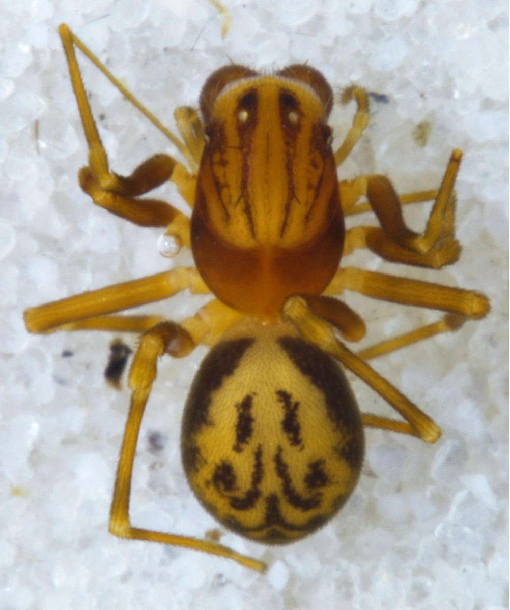 Aotearoa magna, a mecysmaucheniid spider that is only found in New Zealand