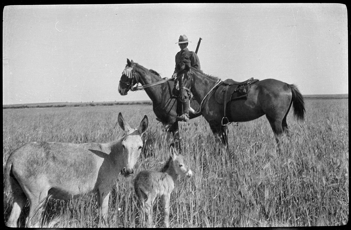 John’s horse, Dodger held by fellow Canterbury Mounted Rifles trooper Tom Stapleton in Palestine 1917