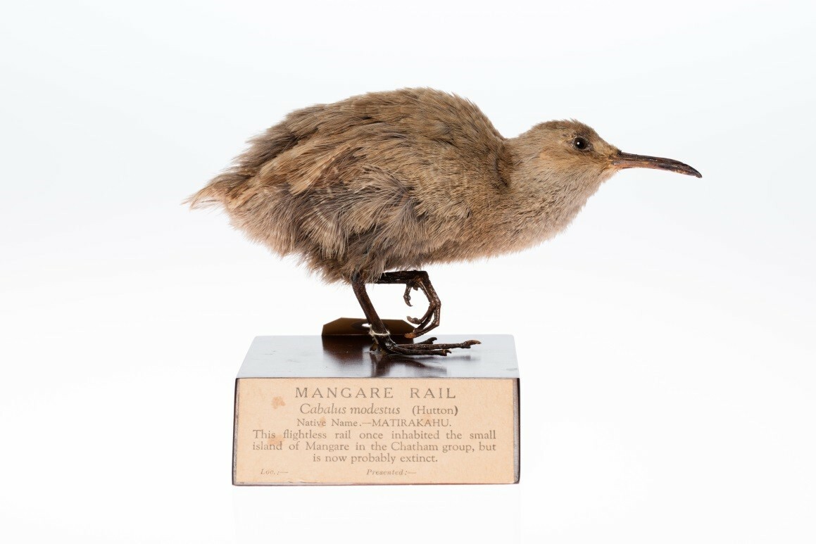 A Chatham Rail, which used to live on the Chatham Islands. The species is thought to have gone extinct roughly 100 years ago. Image: Cabalus modestus; LB8538; © Auckland Museum CC BY 4.0