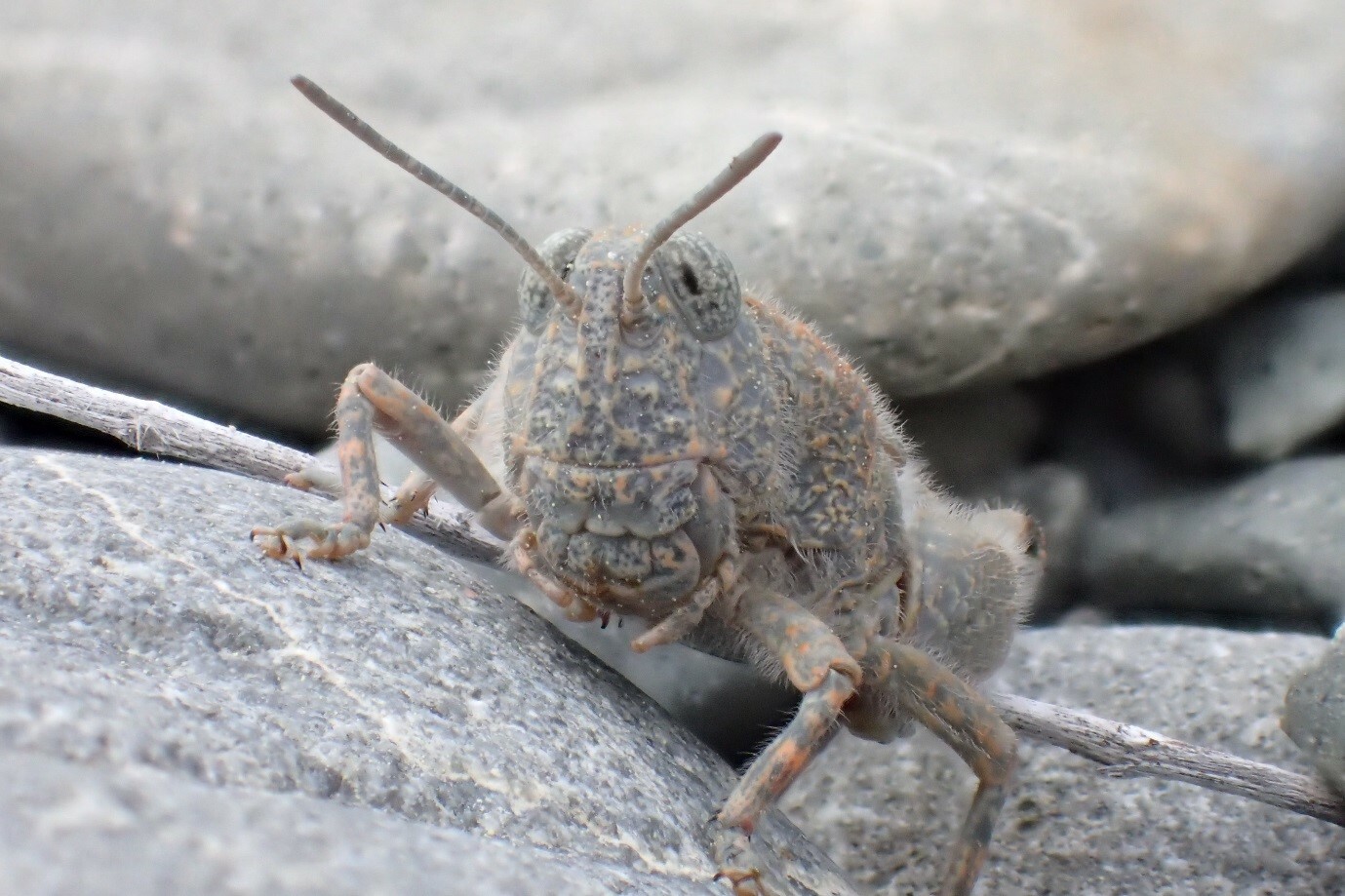 Close up head shot of a Brachaspis robustus on a gravel bed. Tara Murray, All Rights Reserved