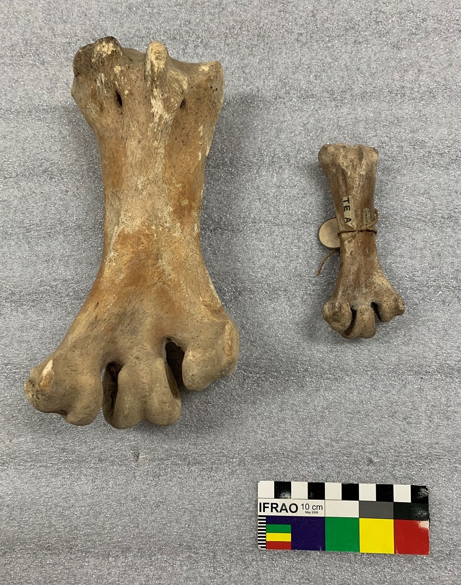 Two Coastal Moa tarsometatarsus of different sizesThe tarsometatarsus of a Coastal Moa from the South Island (left) next to the same bone from a North Island individual. Canterbury Museum AV8375 (large) and AV8894 (small)