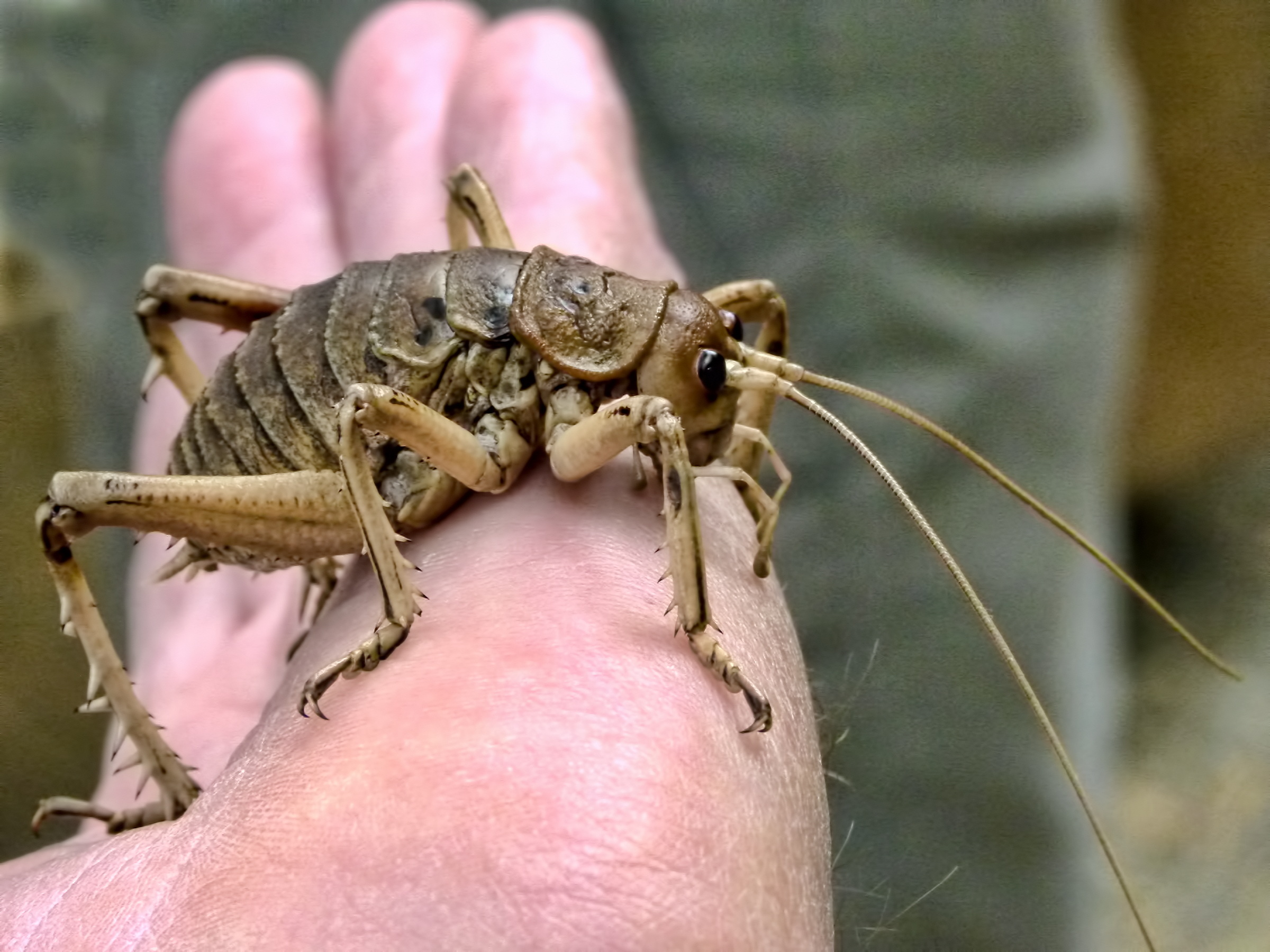 Cook Strait Giant Weta 5601688959 A Cook Strait giant wētā photographed on Maud Island, a predator-free island in the Marlborough Sounds. Credit: Sid Modsell via Flickr, CC-BY 2.0